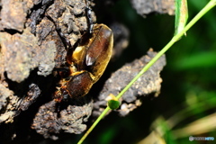 クヌギクラブ31