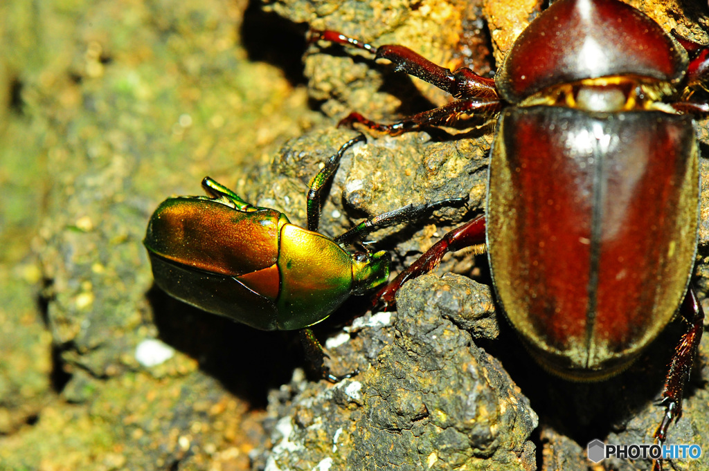 クヌギクラブ33