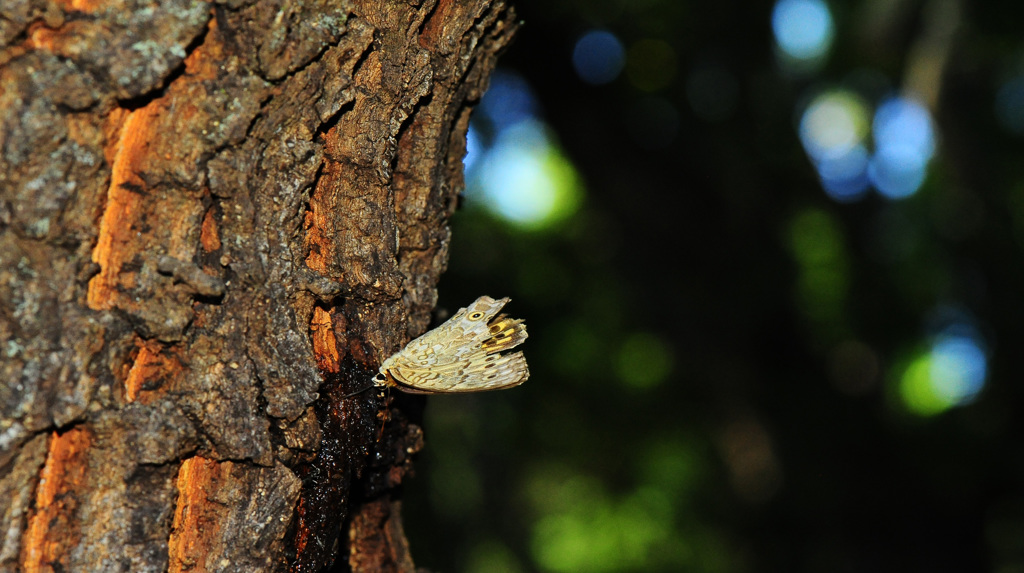 クヌギクラブ57