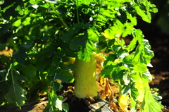 冬のオイシイ２