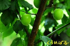 梅の実４