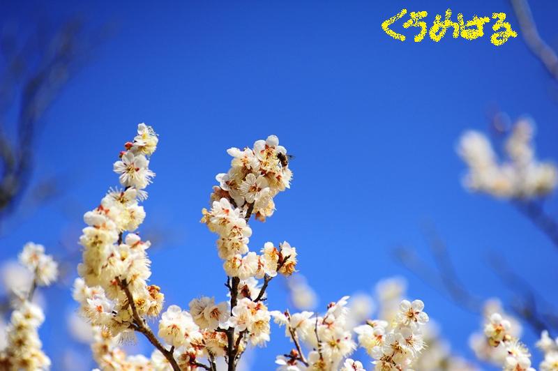 穏やかな春の日３