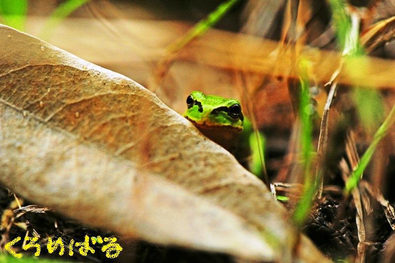 雨にカエルも喜び