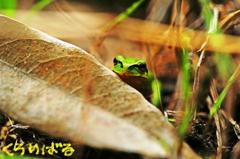 雨にカエルも喜び