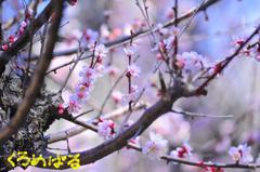 優しい香りに包まれて２