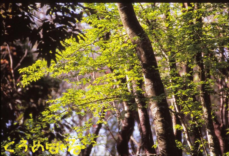 爽やかな森の朝２