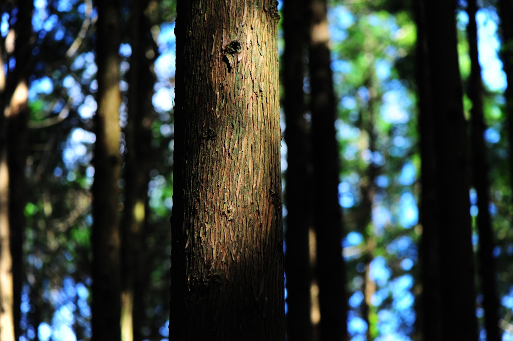 木漏れ日