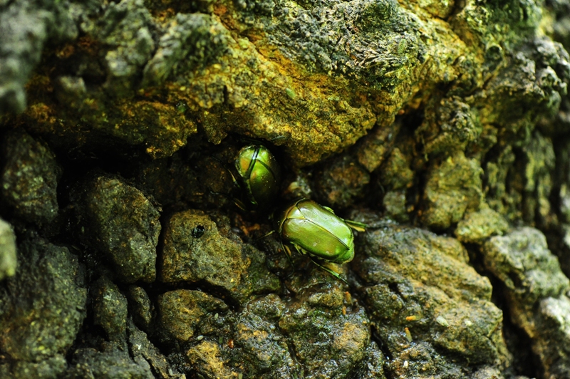 カナブン食事中３