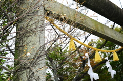 水戸東照宮にも梅の花が咲き始めた