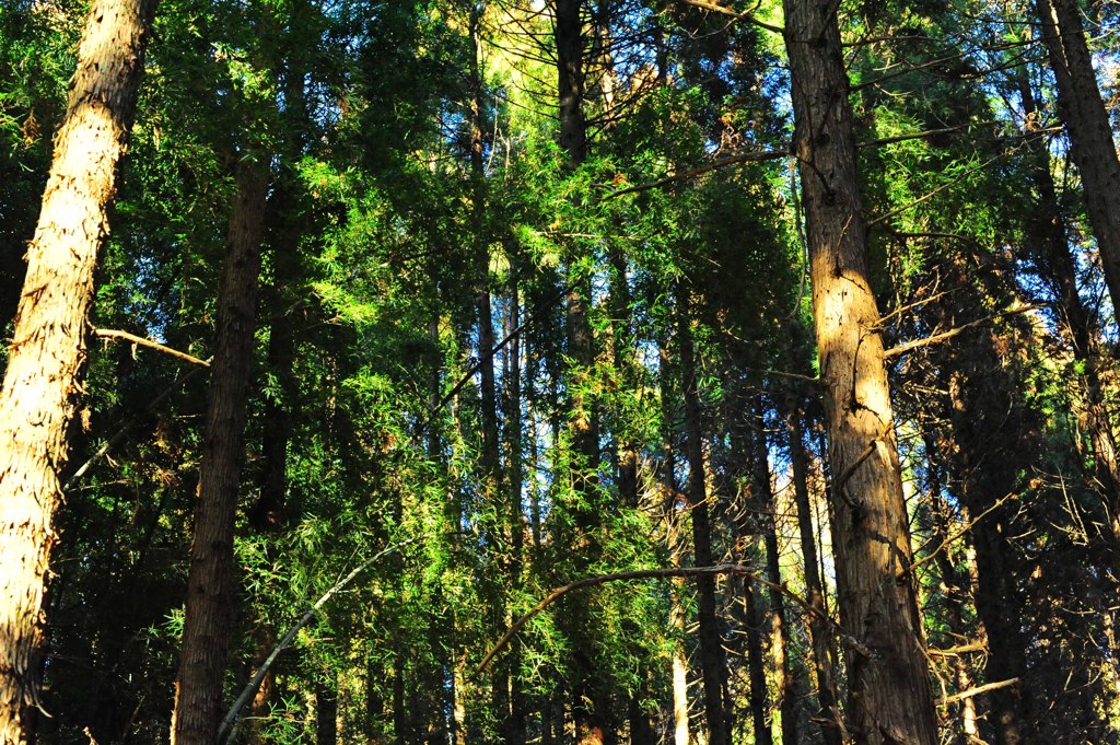 小鳥の鳴き声と