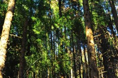 小鳥の鳴き声と