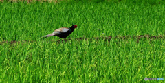 夏の野鳥たち2