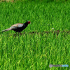 夏の野鳥たち2