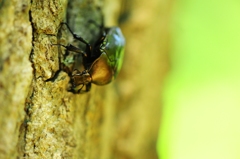 こんな顔のおじさんいる