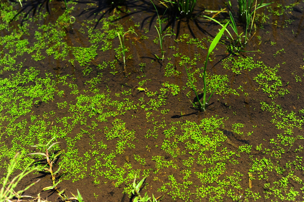 小さなカエルたちも