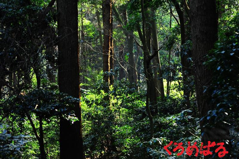 森の中へ８