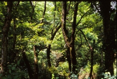新緑の森