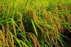 豊作になりますように