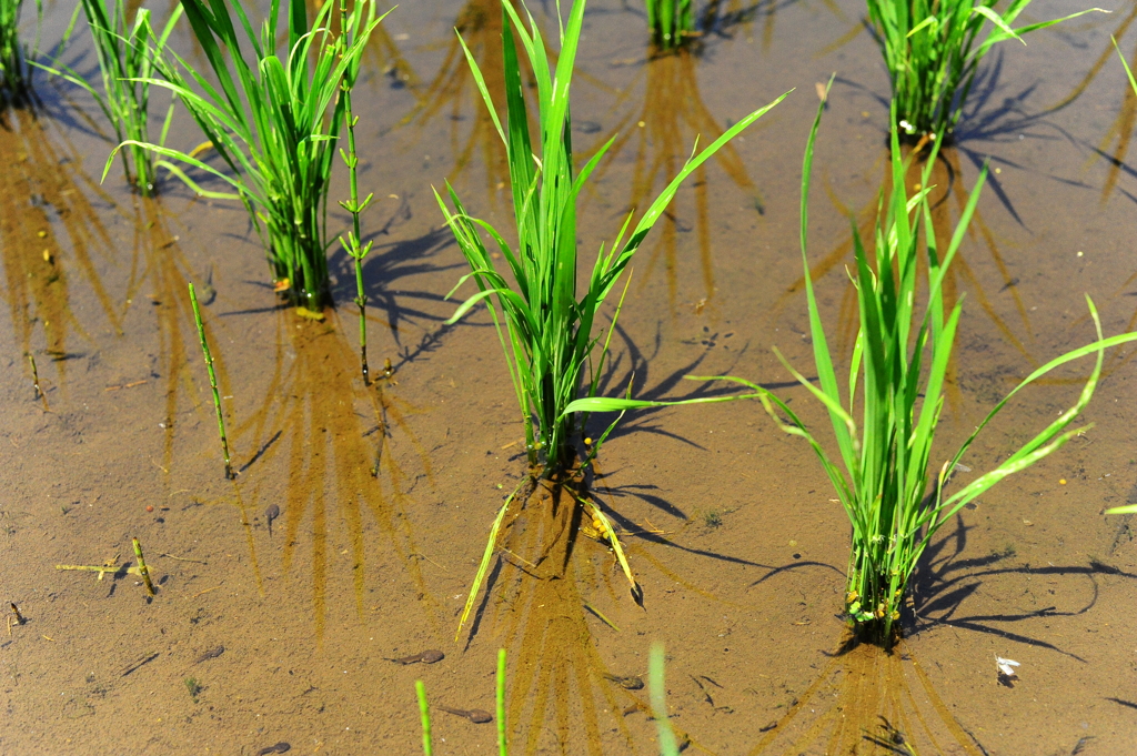田んぼでは小さな命が