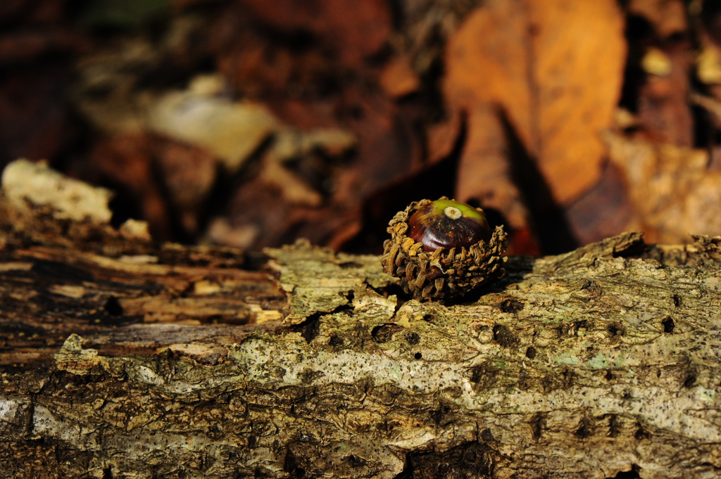 どんぐりころころ