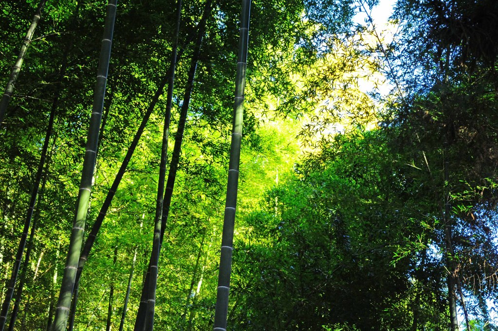 新春竹林～美しい