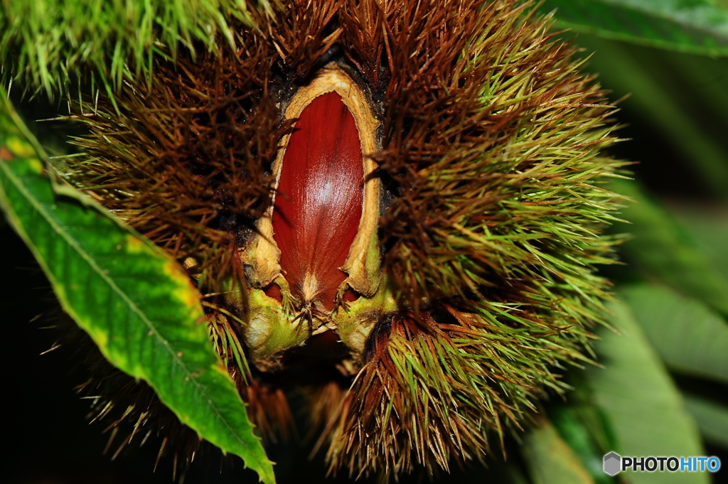 フィールドクラブ44