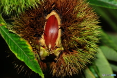 フィールドクラブ44