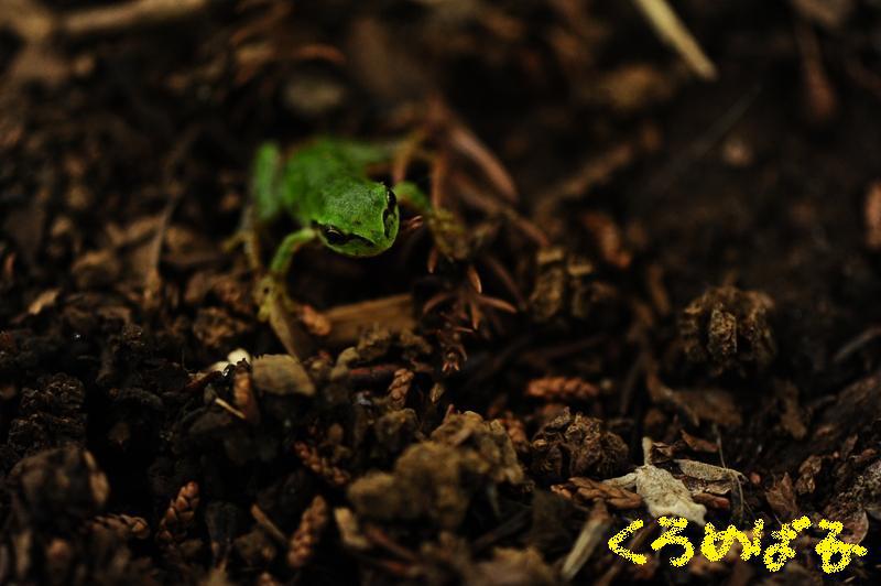 カエルもぴょんぴょん