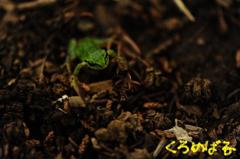 カエルもぴょんぴょん