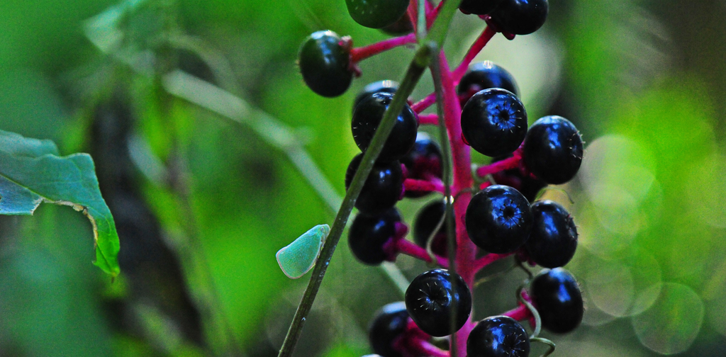 ぶらっくべり～-