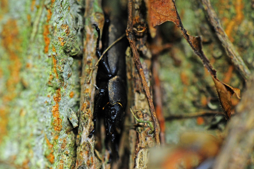 コクワガタメス