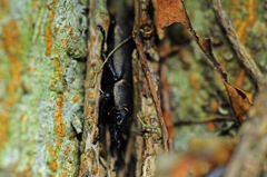 コクワガタメス