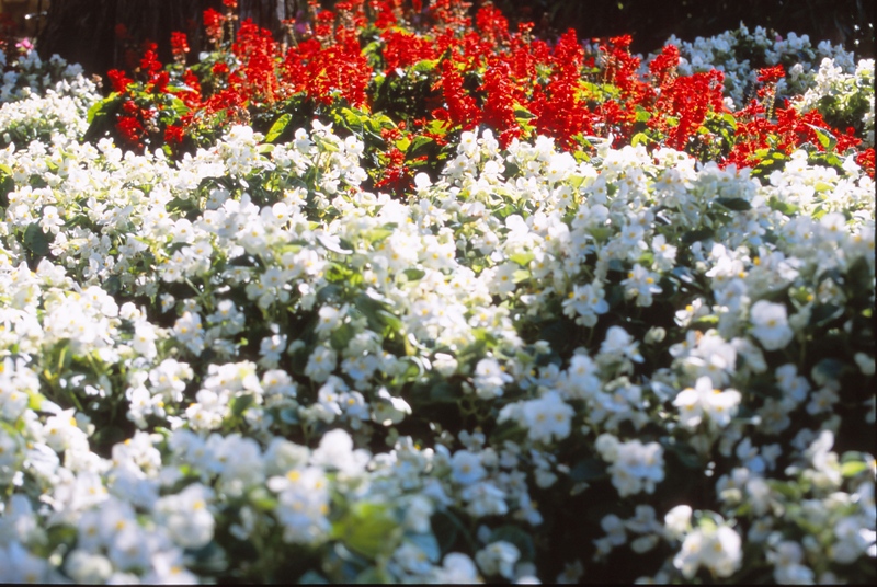 サルビアとベゴニア１