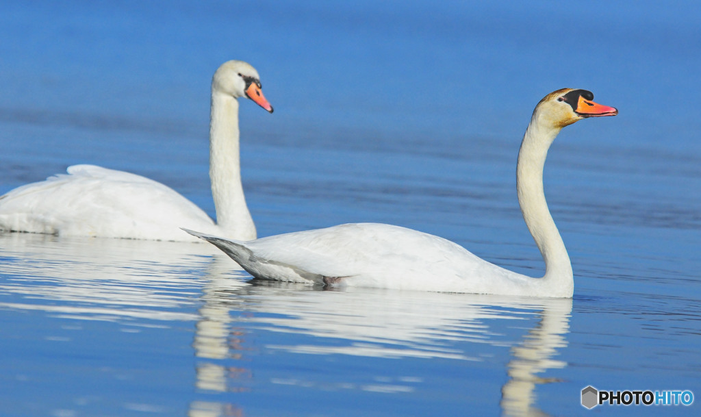 白鳥の湖