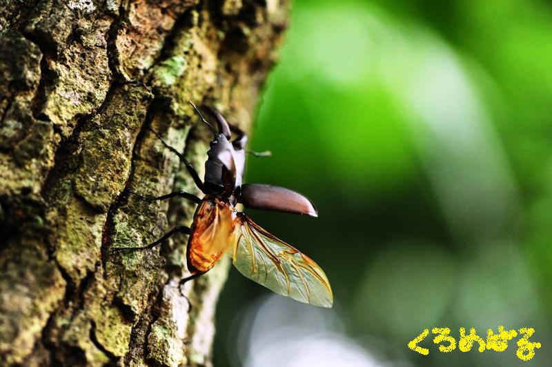 今年初のご挨拶６