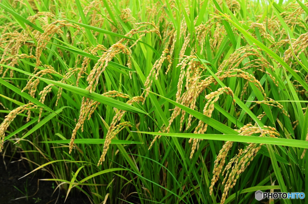 一粒一粒に神様が