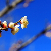 梅の花2
