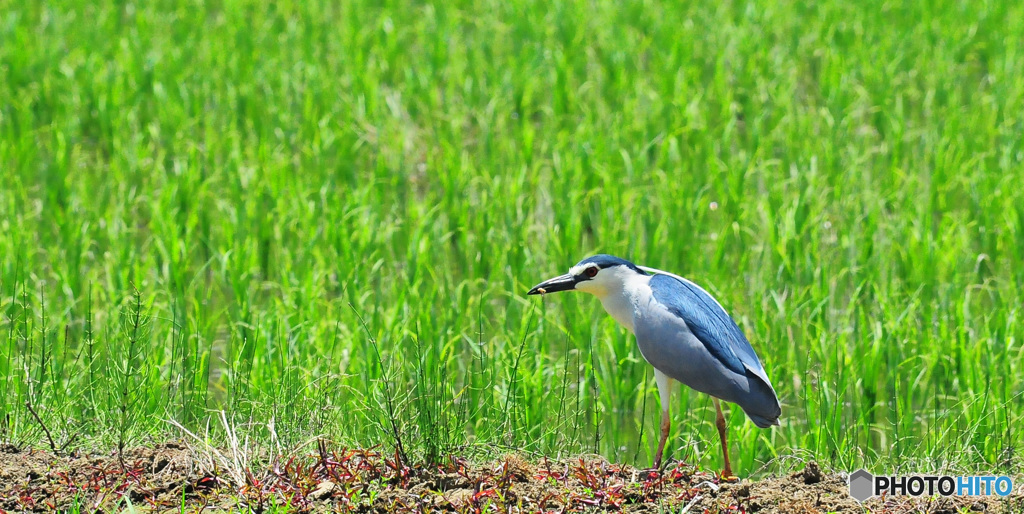 夏の野鳥たち1