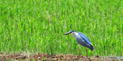 夏の野鳥たち1