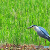 夏の野鳥たち1