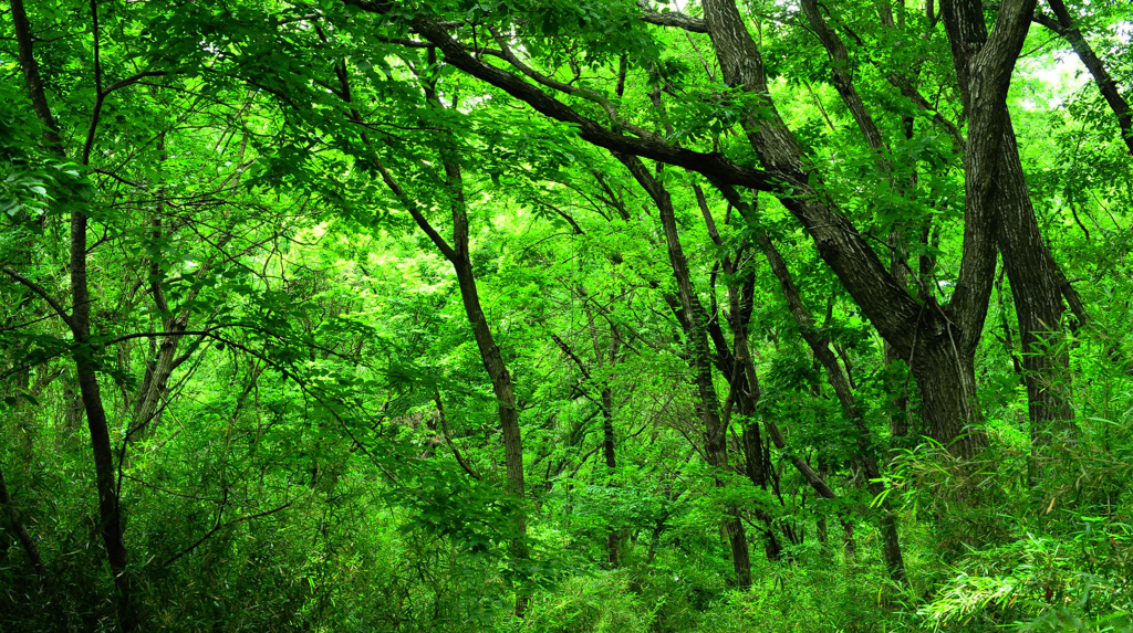 初夏の森