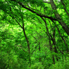 初夏の森