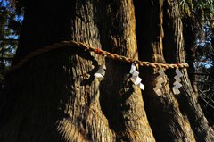 樹齢８００年～ご神木