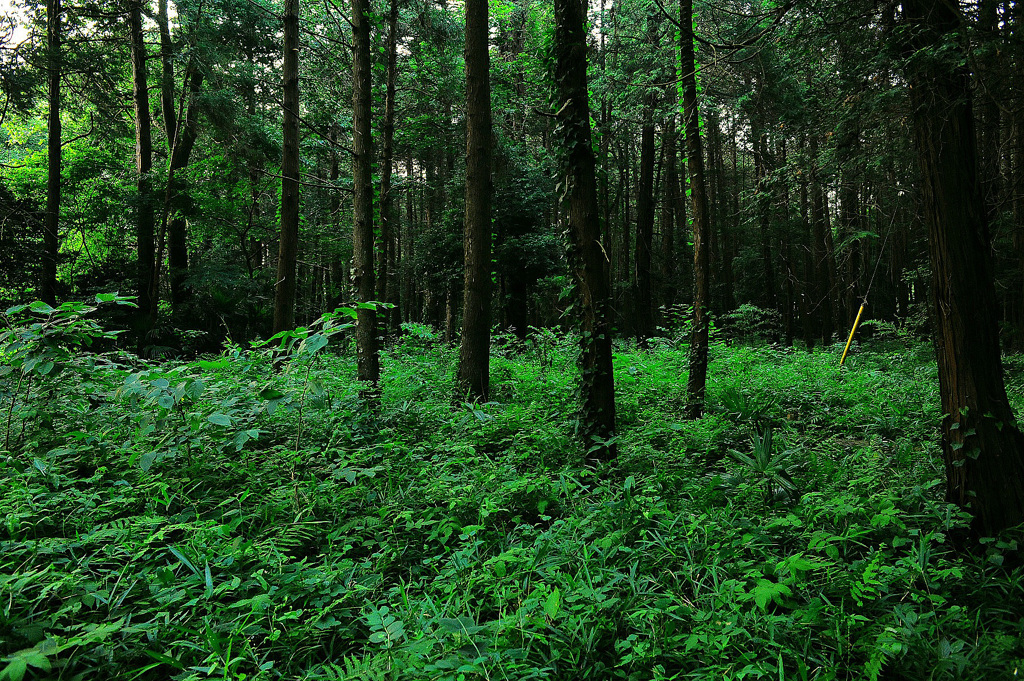 ヒグラシの鳴く森