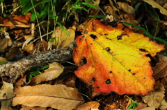 クヌギ林の秋２