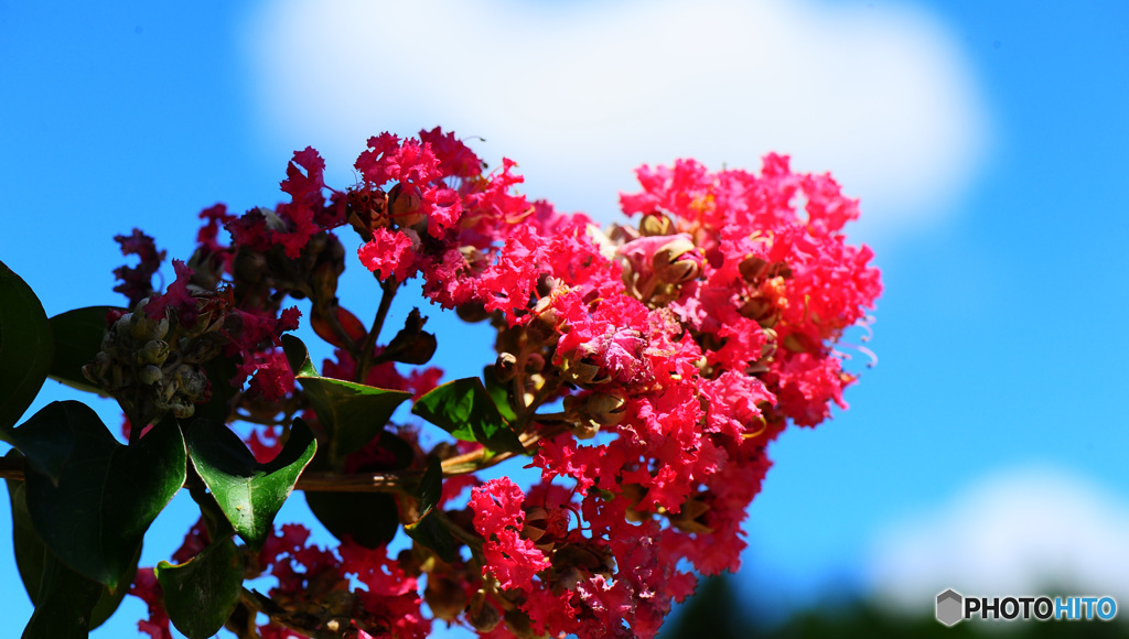 フィールドクラブ20