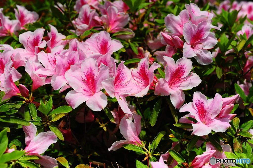 春の陽気に誘われて17