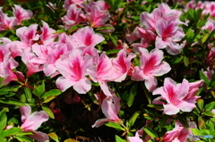 春の陽気に誘われて17