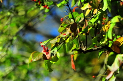 スッキリと秋２