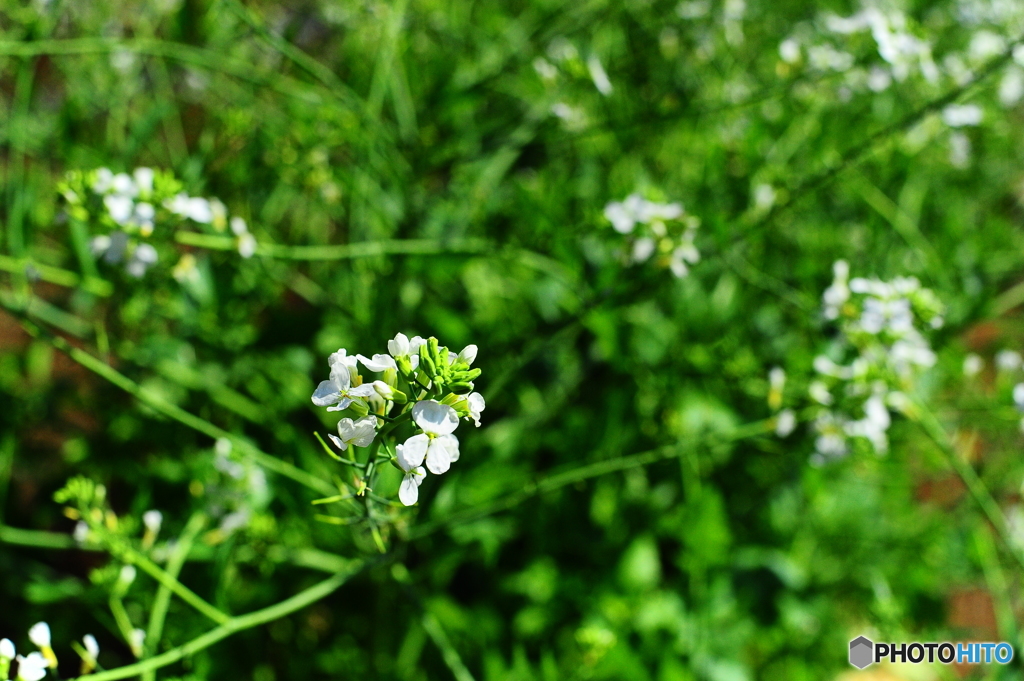 春の陽気に誘われて12